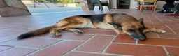 Pastore Tedesco cani in regalo: Fabia: equilibrata, socievole, affettuosa  - Annuncio 4