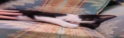 Meticcio gatti in regalo: Gattini affettuosissimi a Provincia di Modena - Annuncio 4