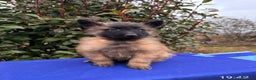 Pastore Belga cani in vendita: Cuccioli pastore belga Malinois  - Annuncio 3
