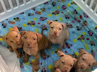 Pitbull cani Ultimi 2 maschi di Pit Bull Red nose - Annuncio 1