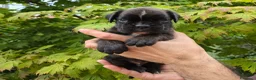 Boxer cani in vendita: Boxer cucciolo maschio - Annuncio 2