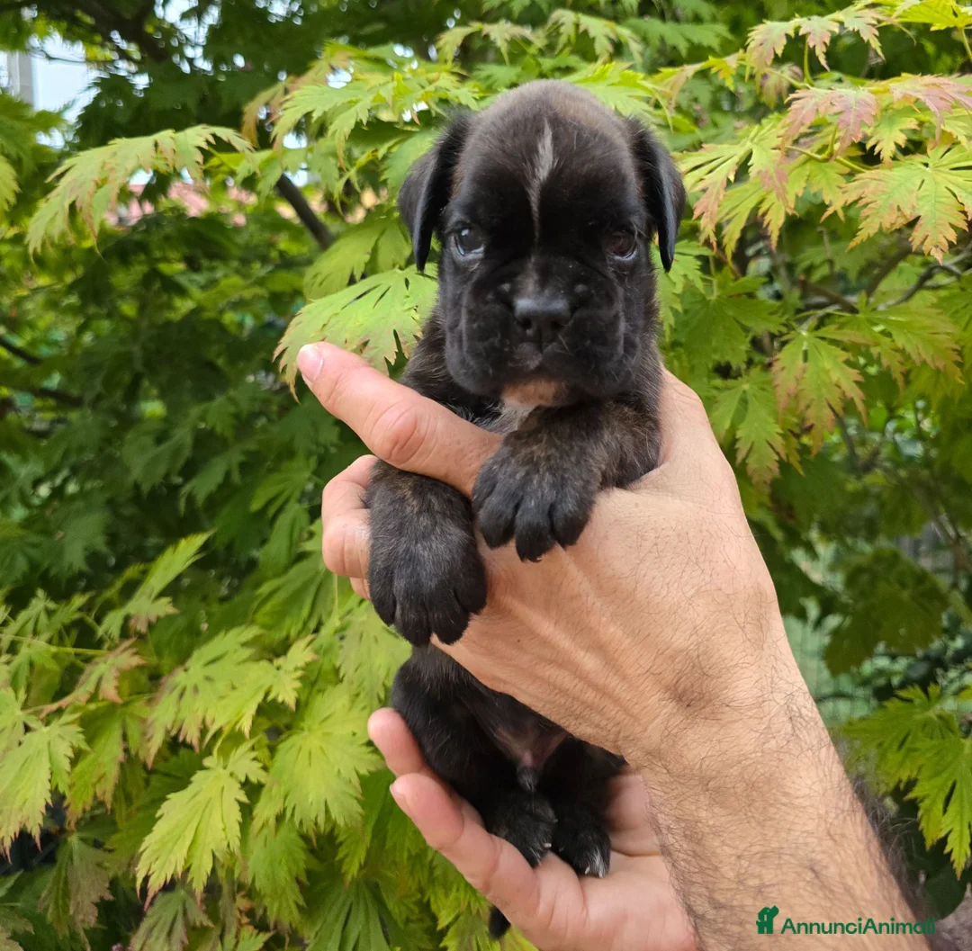 Boxer cani in vendita: Boxer cucciolo maschio - Annuncio 2