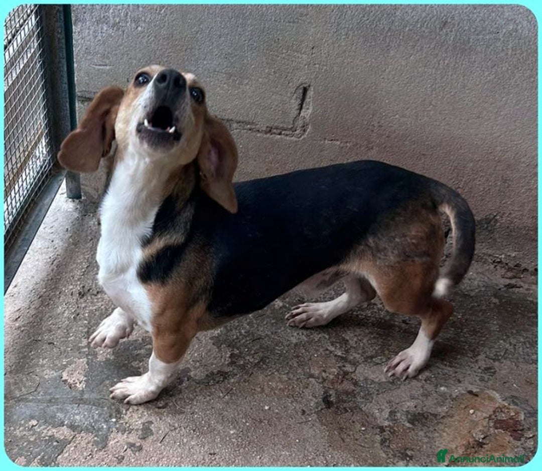 Meticcio cani in regalo: NAPOLEONE tenerissimo tg mediopicc. - Annuncio 3