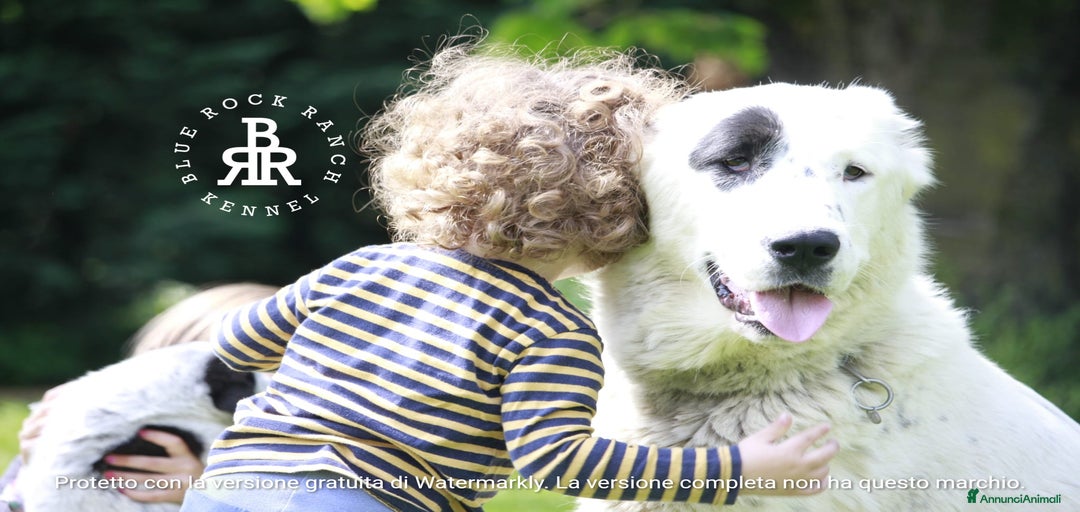 Immagine della galleria {{count}}