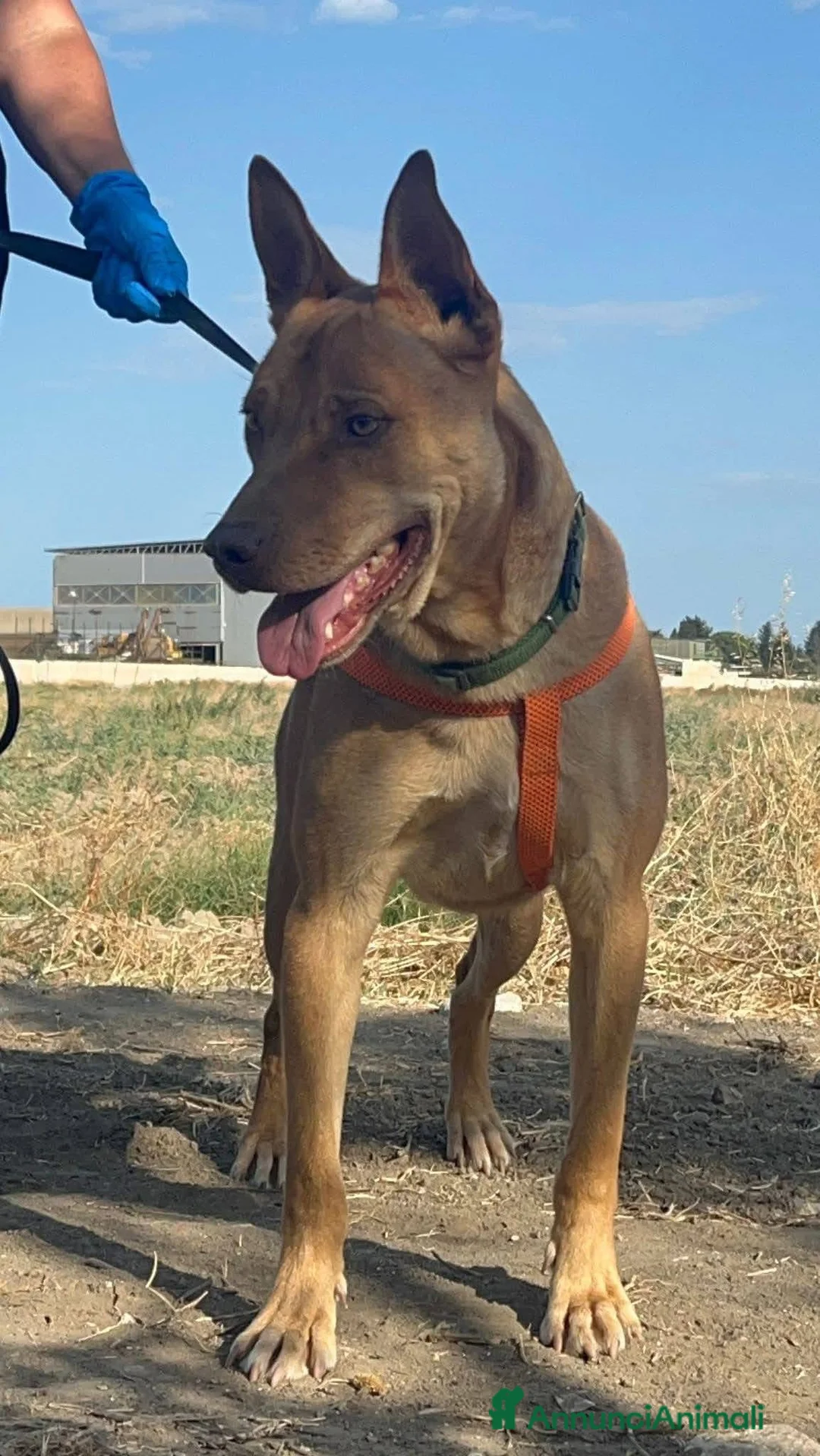 American Bully cani in regalo: Nick  - Annuncio 8