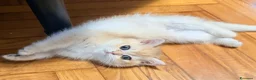 British gatti in vendita: British Golden  - Annuncio 3