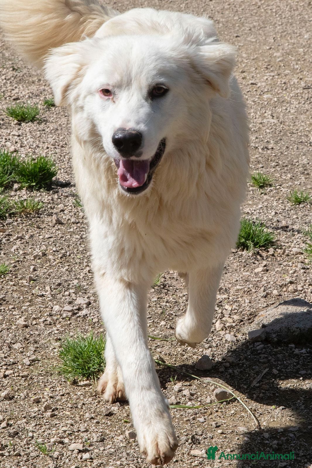 Meticcio cani APRITE QUELLE SBARRE a Provincia di Piacenza - Annuncio 29
