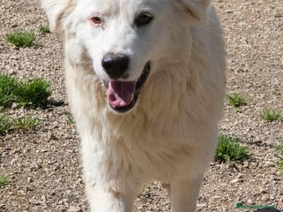 Meticcio cani APRITE QUELLE SBARRE a Provincia di Piacenza - Annuncio 28