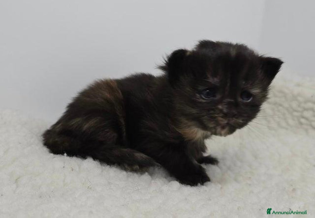 Maine Coon gatti in vendita: Gattini Maine Coon GRANDI Blu/Nero Tortie/Tabby - Annuncio 10