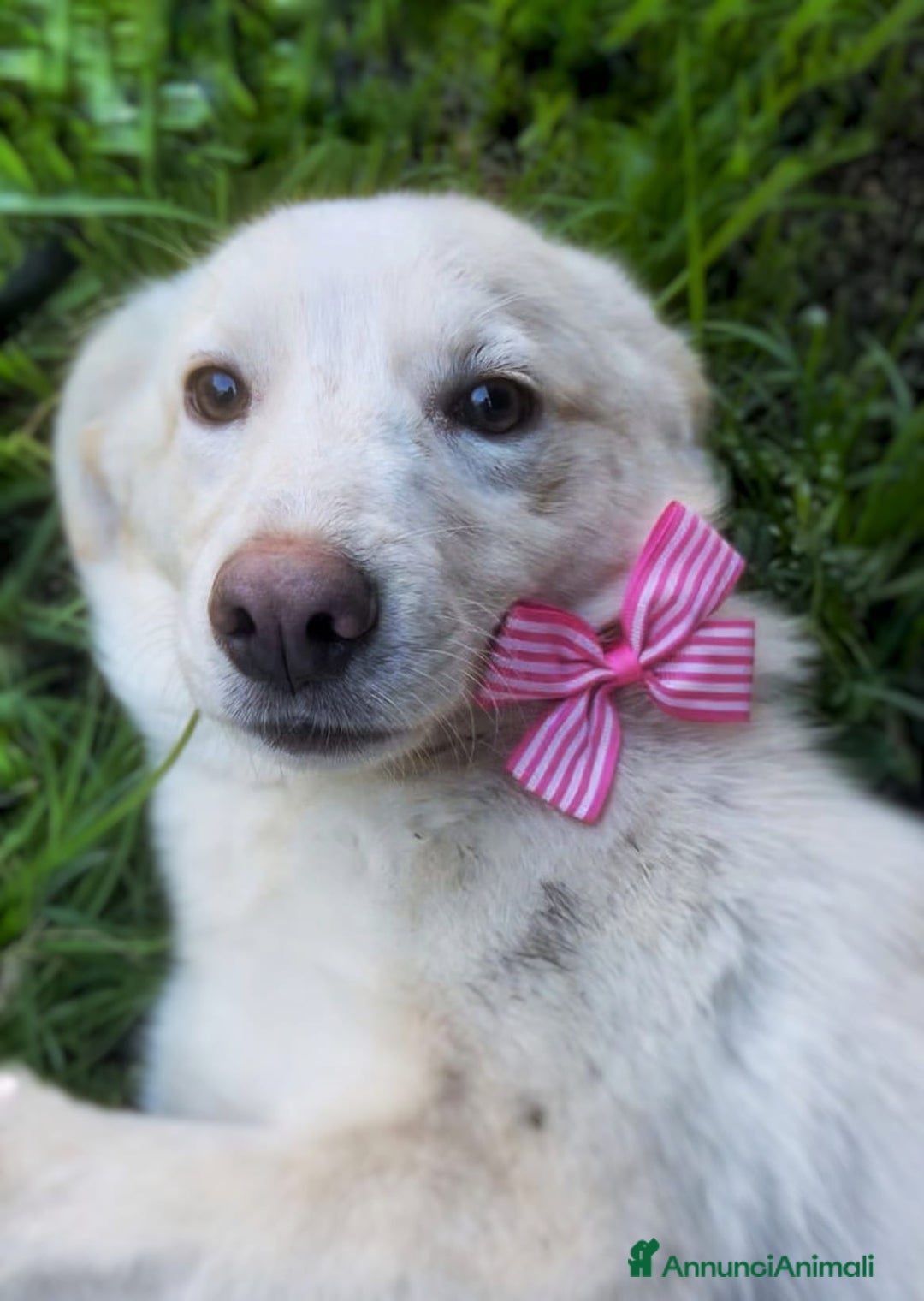 Meticcio cani in regalo: ZOOMY 🩷 - cucciola, cerchiamo adozione urgente 🥺 - Annuncio 3