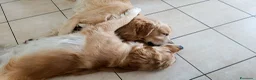 Golden Retriever cani in vendita:  Cucciolata casalinga Golden retriever Americani  a Provincia di Catanzaro - Annuncio 11