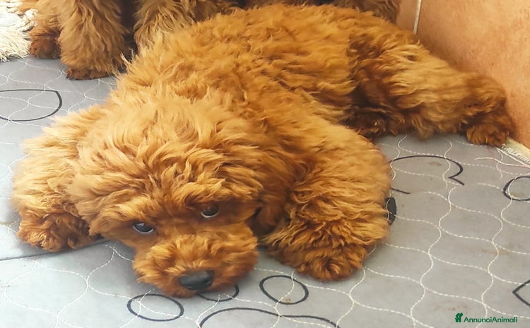 Barbone cani a Provincia di Pesaro e Urbino - Annuncio 1