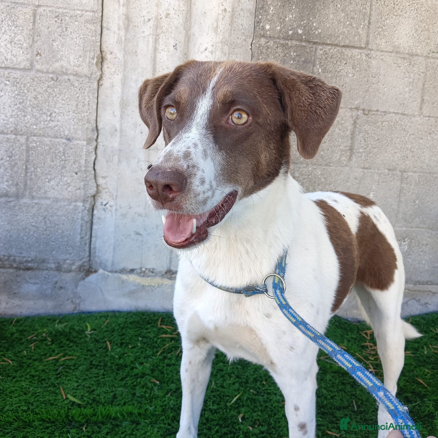 Meticcio cani Giada - Annuncio 8