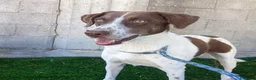 Meticcio cani in regalo: Giada - Annuncio 1