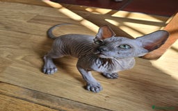 Sphynx gatti in vendita: Gattini Sphynx  a Città metropolitana di Roma Capitale - Immagine 1