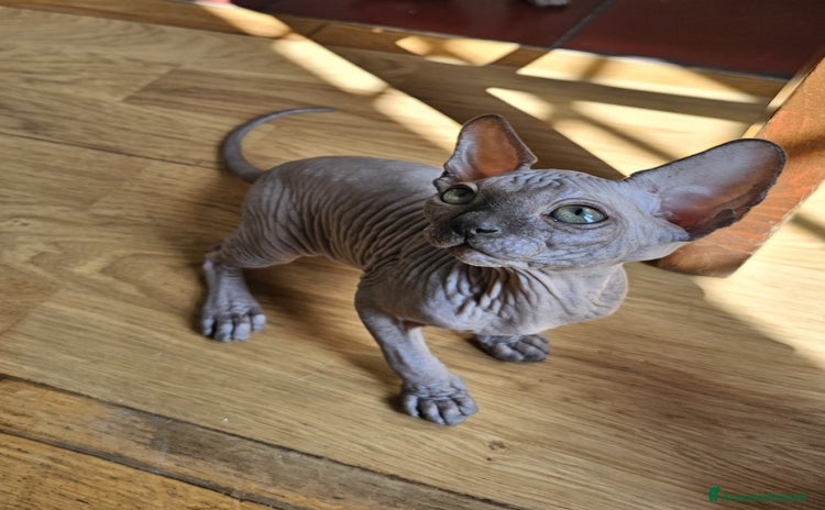 Sphynx gatti a Città metropolitana di Roma Capitale - Annuncio 19