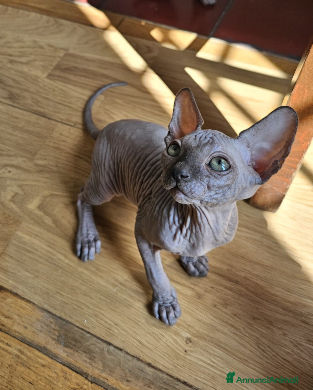 Sphynx gatti in vendita: Gattini Sphynx  a Città metropolitana di Roma Capitale - Immagine 1