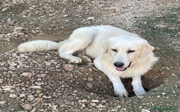 Meticcio cani in regalo: LUCKY MIX GOLDEN STUPENDO - Immagine 5