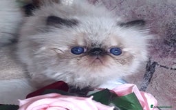 Persiano gatti in vendita: Cucciolo persiano a Città Metropolitana di Torino - Immagine 3
