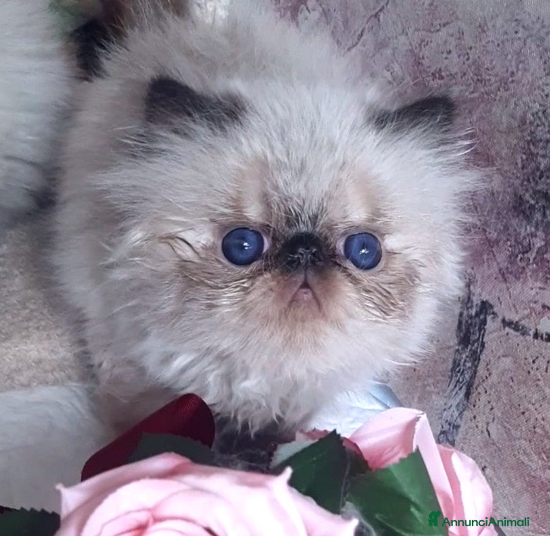 Persiano gatti in vendita: Cucciolo persiano a Città Metropolitana di Torino - Immagine 3