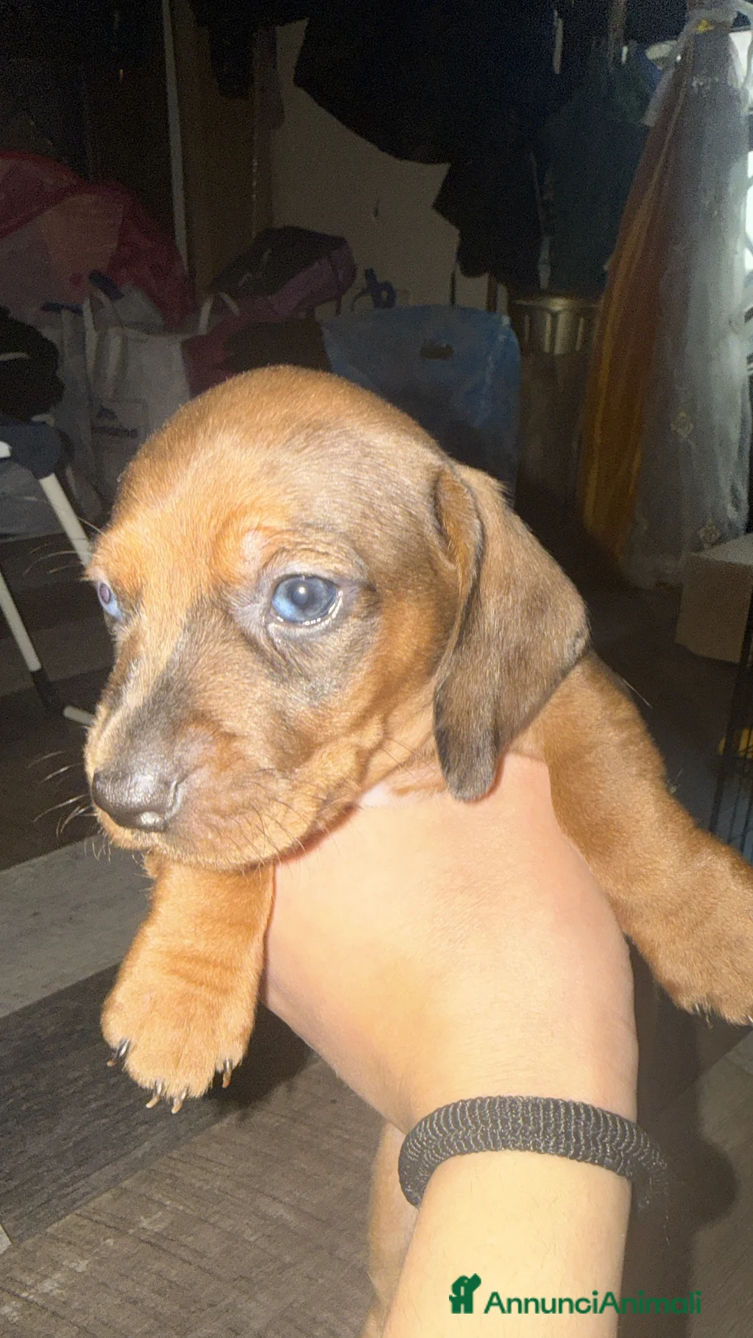 Bassotto cani in vendita: bassotti arlecchino fulvo merle - Annuncio 2