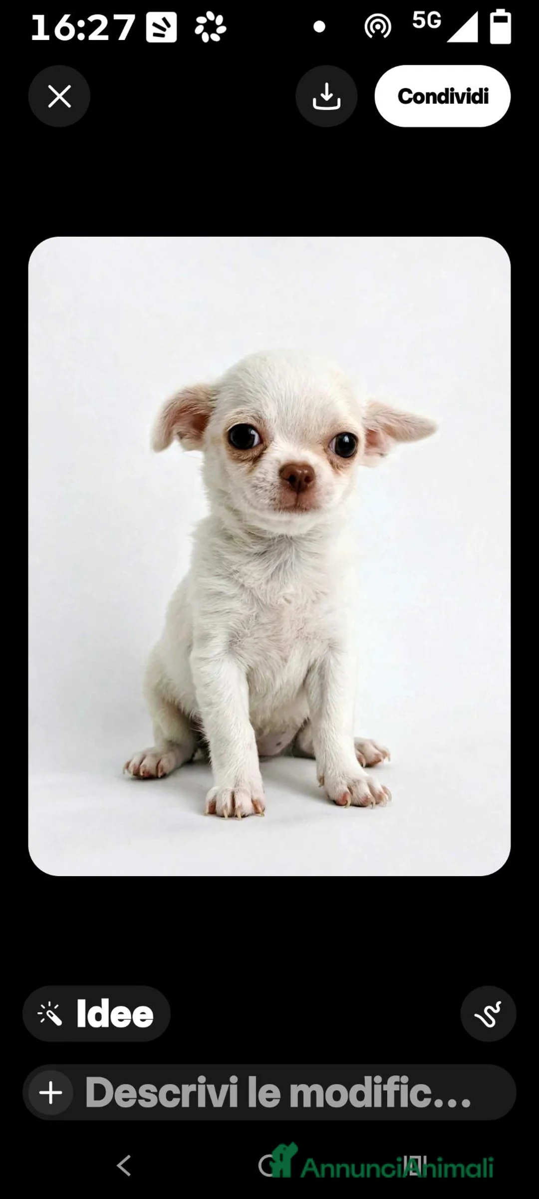 Chihuahua cani in vendita: Chihuahua a pelo corto - Annuncio 2