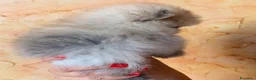 Volpino Pomerania cani in vendita: Cuccioli di Pomerania nano  - Annuncio 8