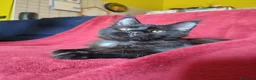 Maine Coon gatti in vendita: Gattina Maine Coon disponibile subito - Annuncio 4