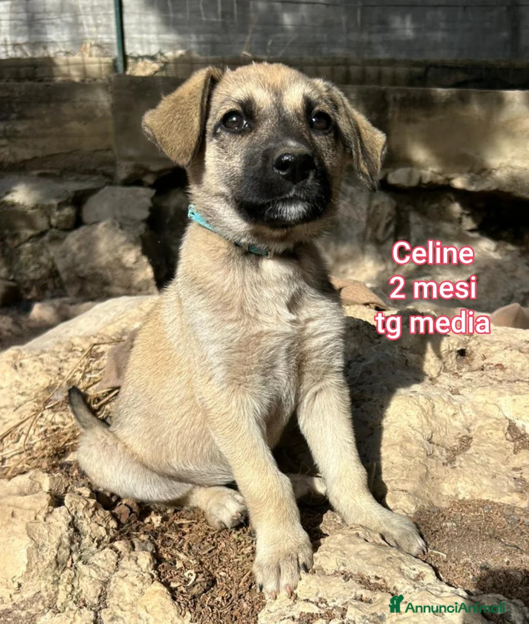 Meticcio cani in regalo: CUCCIOLI, URGENTE! TEMPO SCADUTO  a Provincia di Arezzo - Annuncio 11