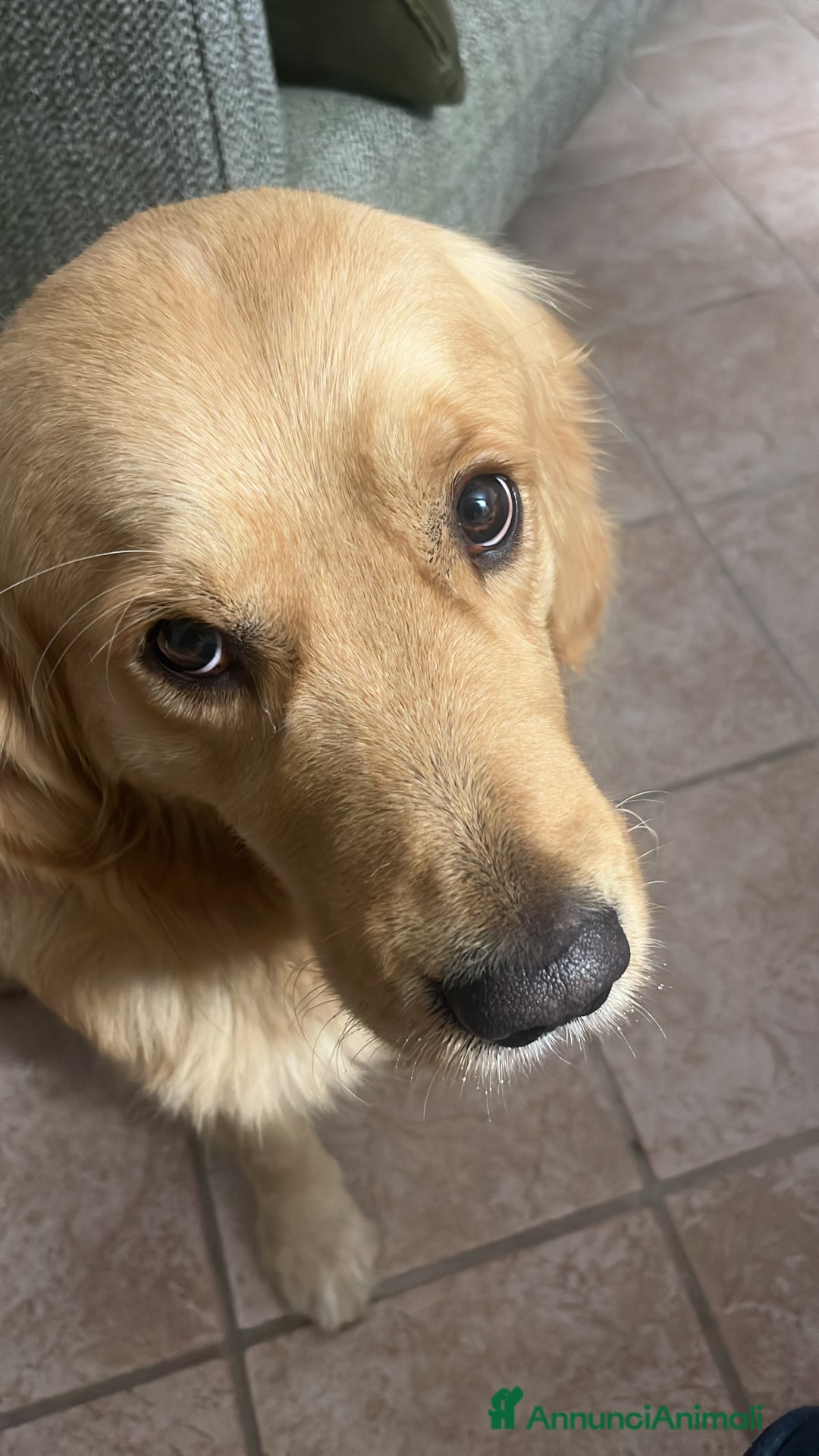 Golden Retriever cani per accoppiamento: Cercasi Golden Femmina per accoppiamento  - Annuncio 1