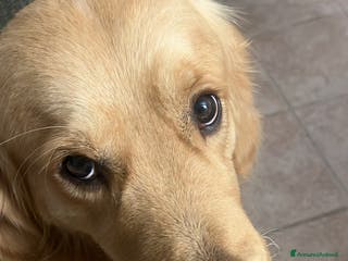 Golden Retriever cani Cercasi Golden Femmina per accoppiamento - Annuncio 2