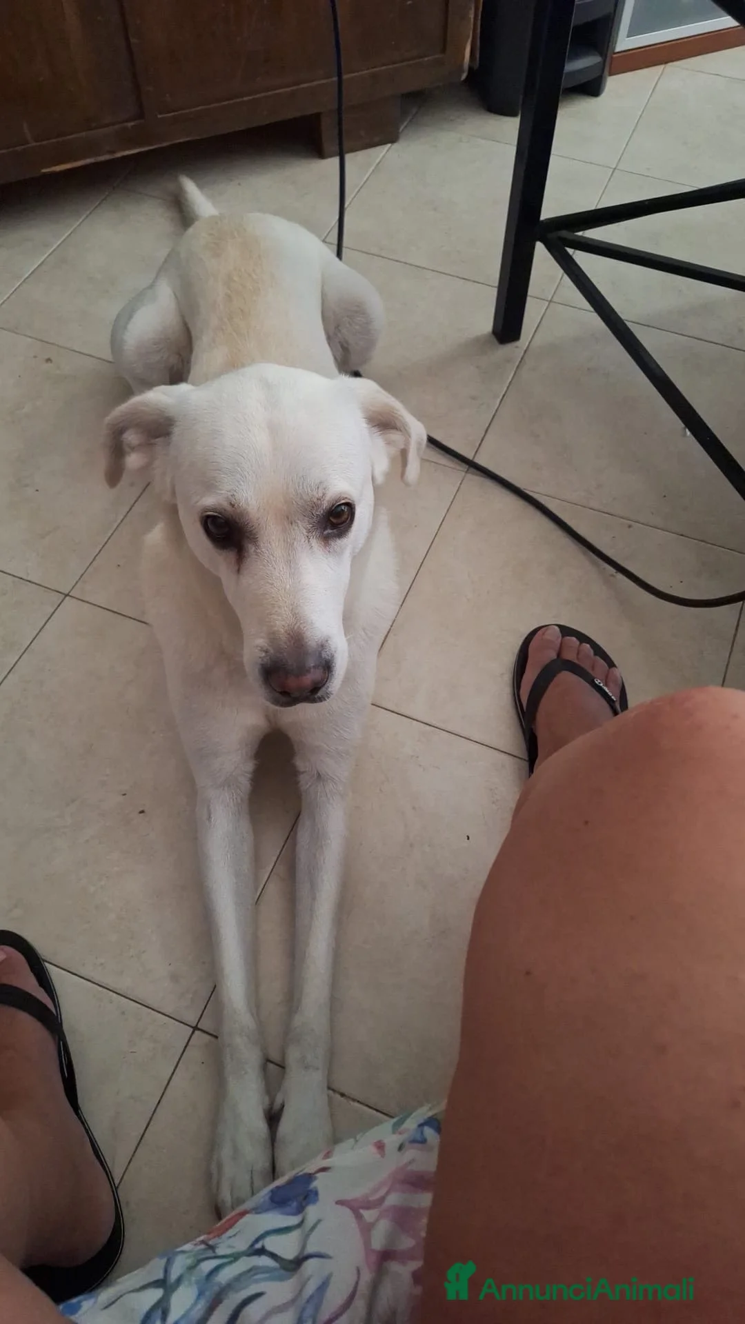 Labrador cani in regalo: Choji a Provincia di Grosseto - Annuncio 2