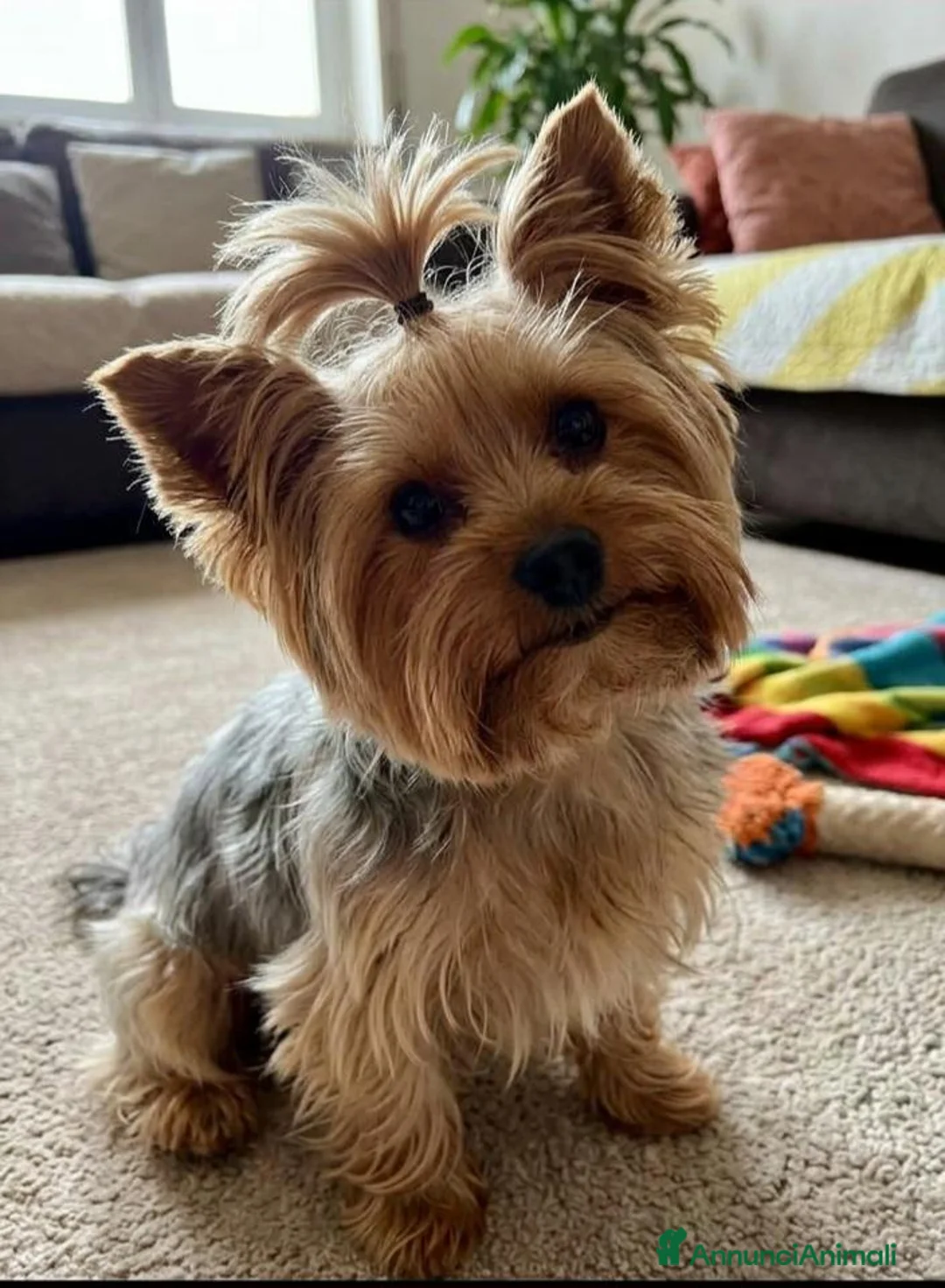 Yorkshire cani per accoppiamento: Yorkshire Terrier cerc compagna per accoppiamento  - Annuncio 1