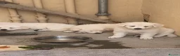 Pastore Svizzero cani in vendita: Vendita Pastore Svizzero Bianco - Annuncio 7