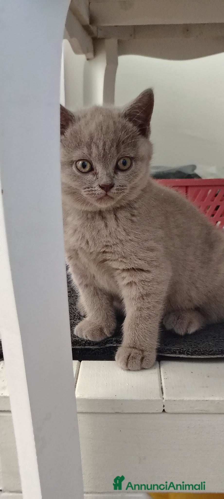 British gatti Principessa di pura razza British Shorthair  - Annuncio 3