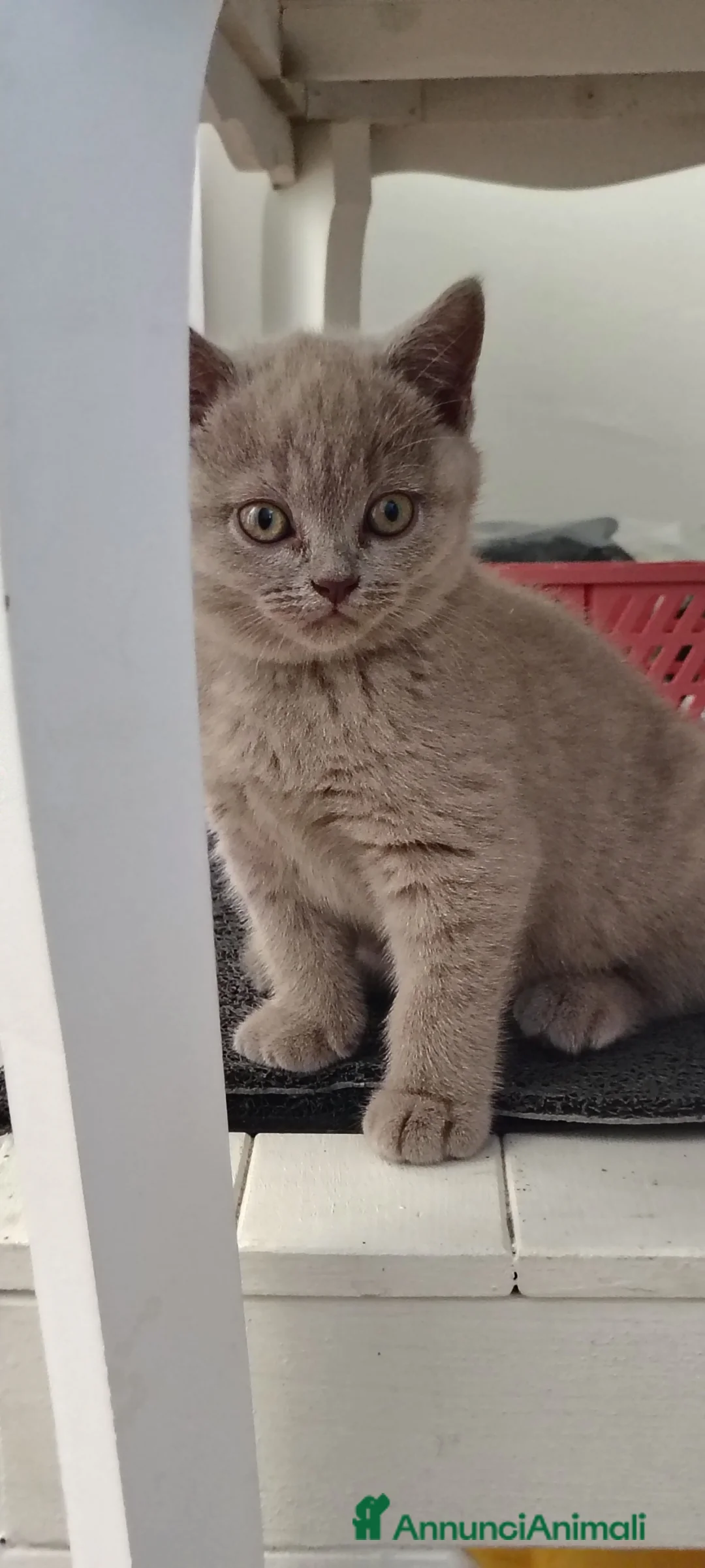 British gatti in vendita: Principessa di pura razza British Shorthair  - Annuncio 1