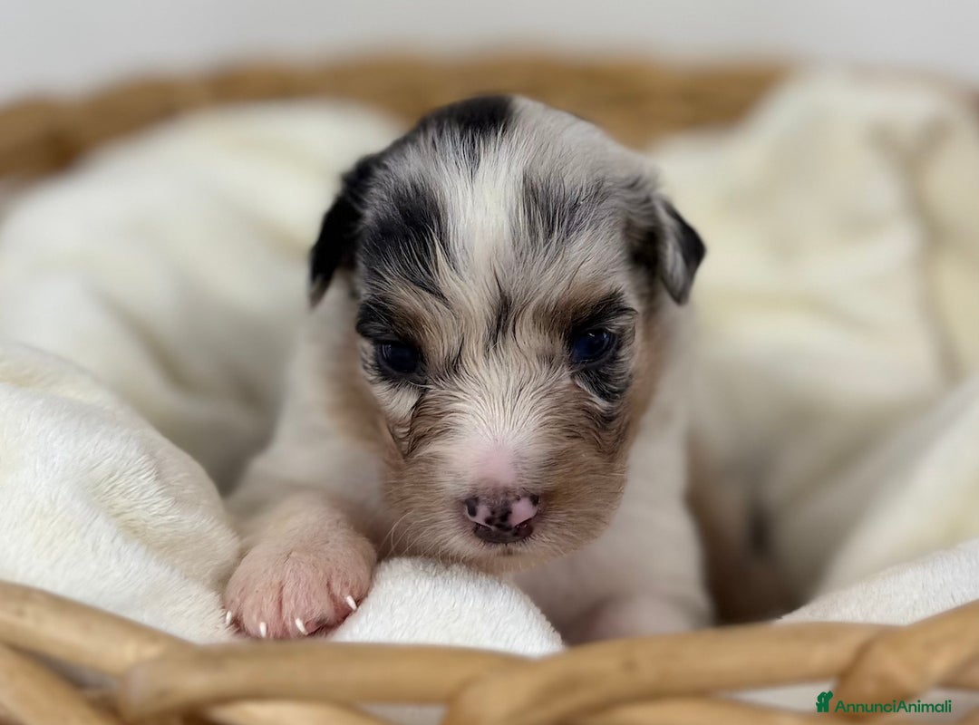 Australian Shepherd cani in vendita: Cuccioli Australian Shepherd / Pastore Australiano - Annuncio 3