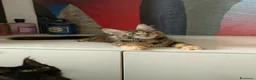 Maine Coon gatti in vendita: Cucciola Maine Coon  - Annuncio 7