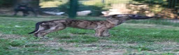 Whippet cani in vendita: Cucciolo maschio - Annuncio 3