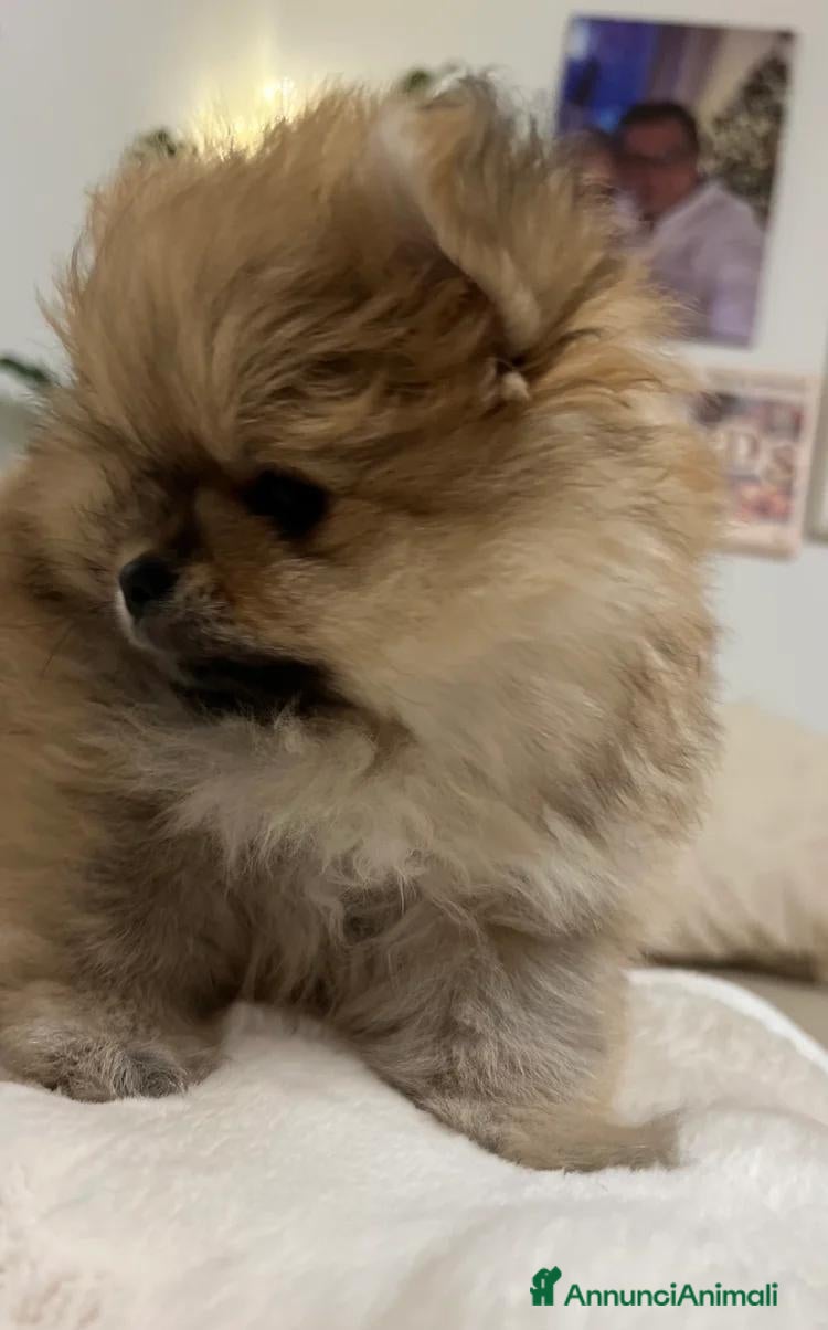 Volpino Pomerania cani Splendidi cuccioli di Pomerania - Annuncio 9