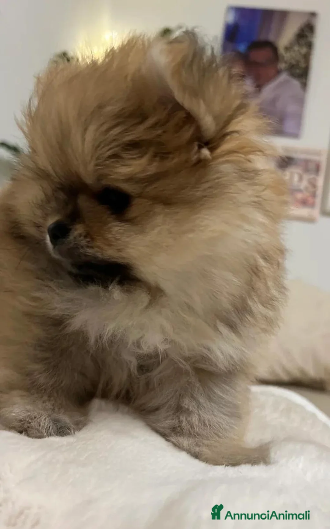 Volpino Pomerania cani in vendita: Splendidi cuccioli di Pomerania a Città metropolitana di Roma Capitale - Annuncio 1