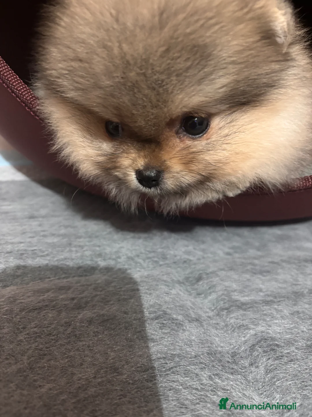 Volpino Pomerania cani in vendita: Volpino di Pomerania  a Provincia di Vibo Valentia - Annuncio 7