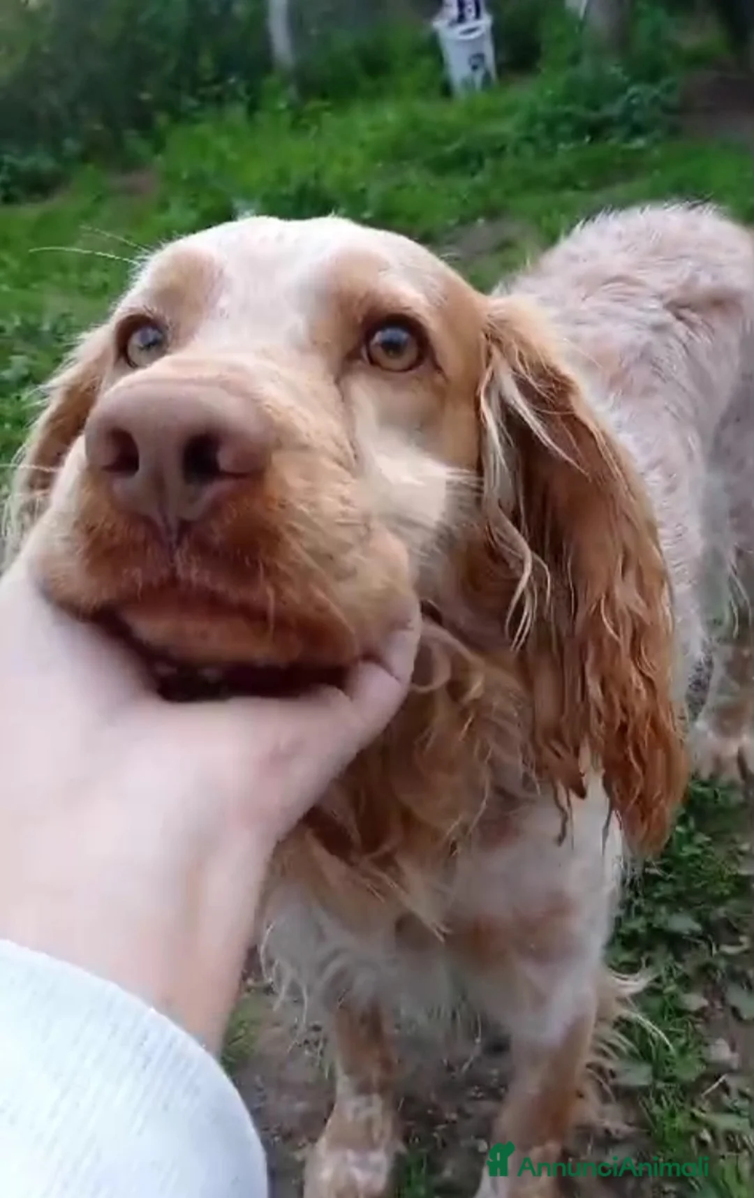 Breton cani in regalo: Breton 7anni in canile dal lontano 2020! VITERBO a Città metropolitana di Milano - Annuncio 3