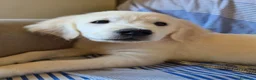 Golden Retriever cani in vendita: Golden retriever inglese - Annuncio 7