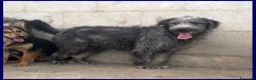 Meticcio cani in regalo: MAGOGO un bel timidino - Annuncio 4