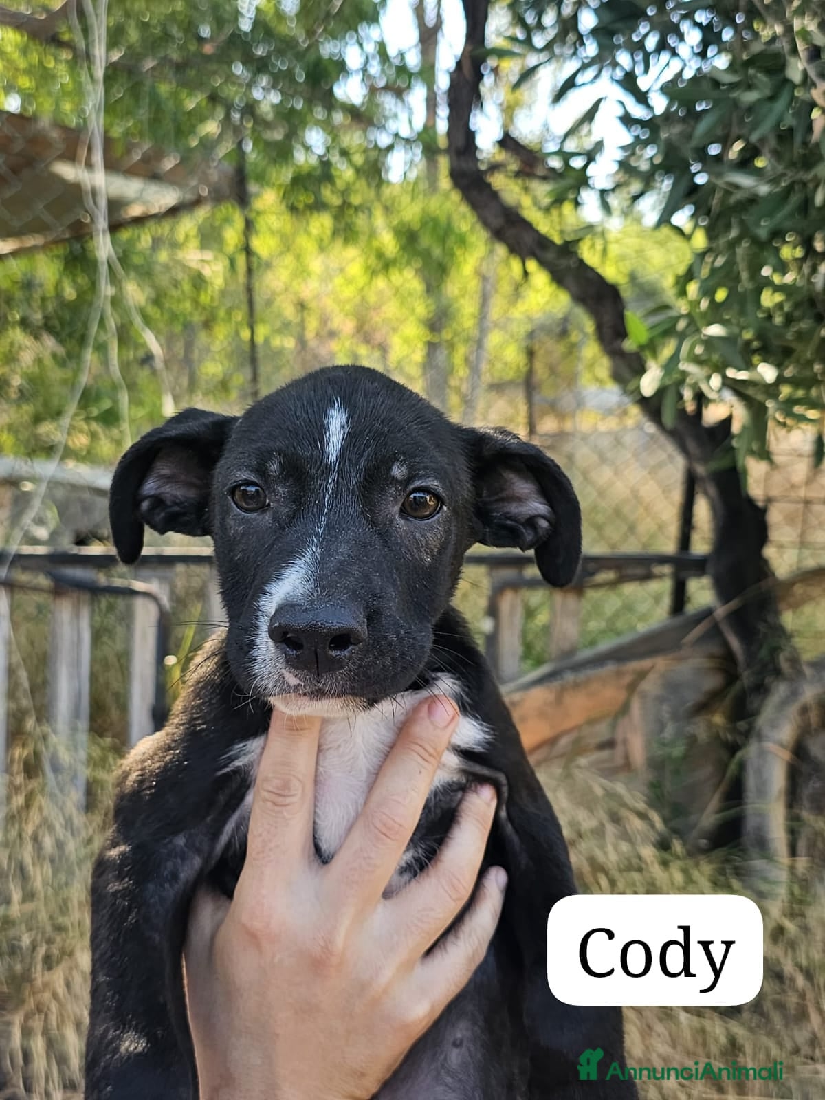 Meticcio cani  Cody - Annuncio 19