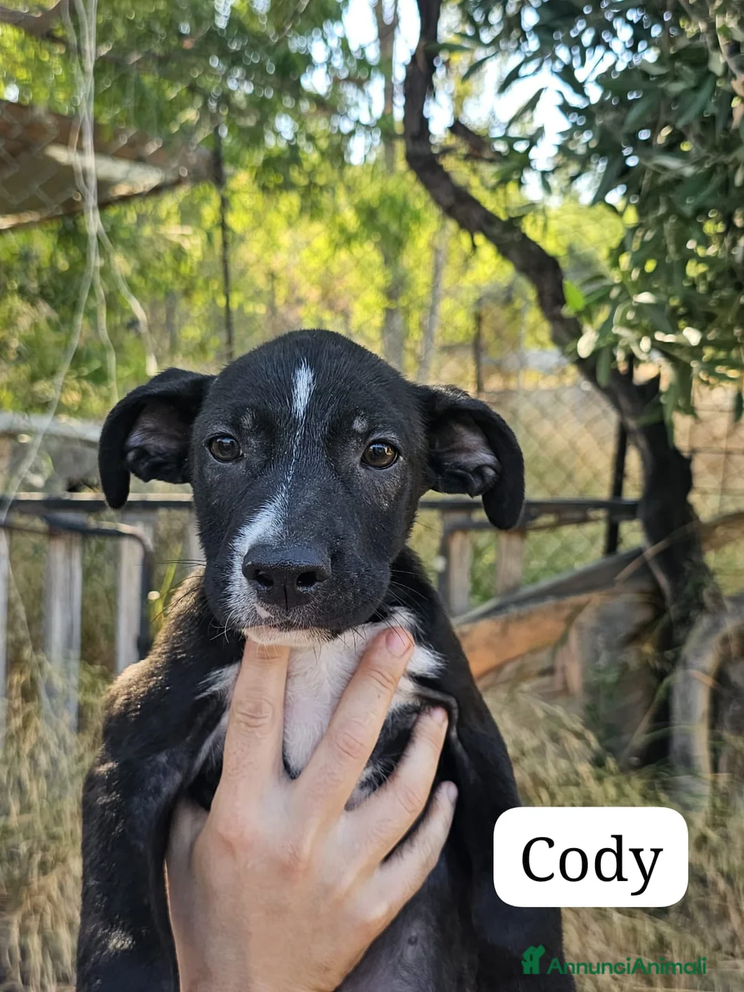 Meticcio cani in regalo:  Cody - Annuncio 1