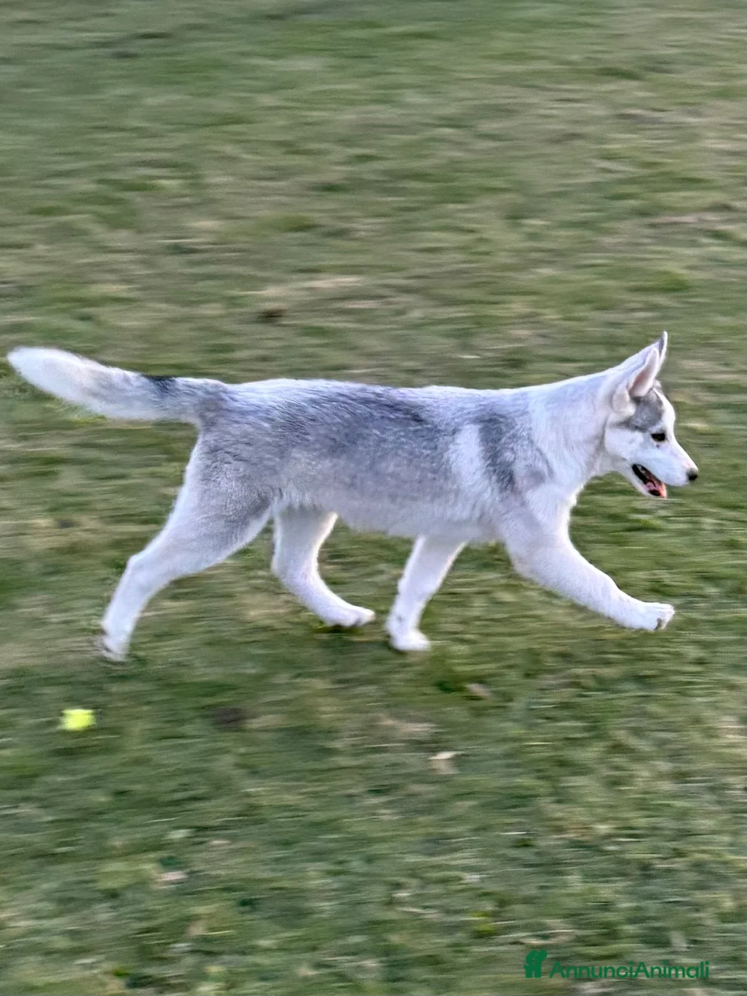 Husky cani in vendita: Cuccioli Siberian Husky alta genealogia  - Annuncio 6