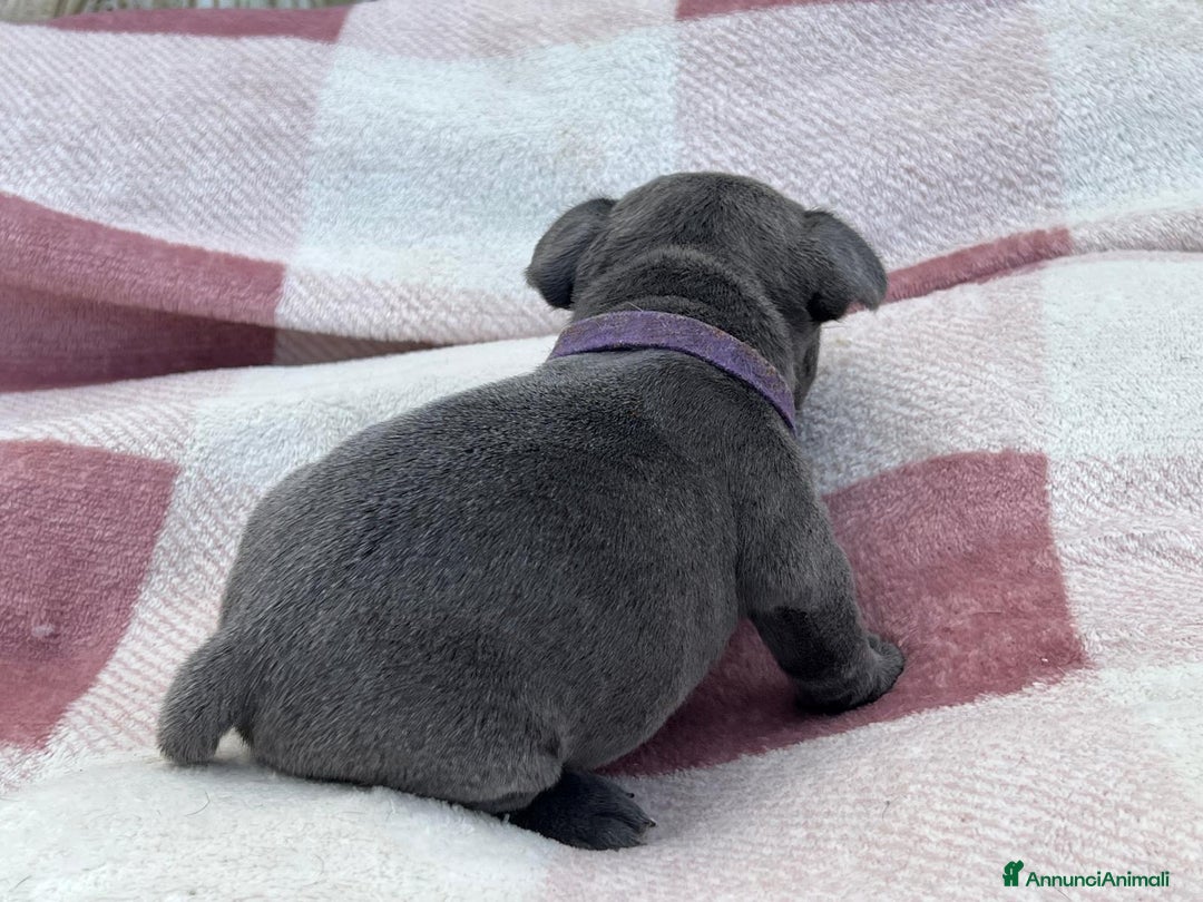 Bulldog Francese cani in vendita: Cuccioli bulldog francese esotici blu - Annuncio 34