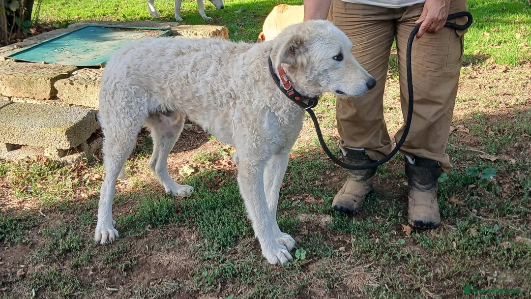 Meticcio cani in regalo: MIMMO PRESO A BASTONATE HA BISOGNO DI TE - Annuncio 4